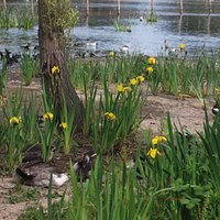 View of Baffins Pond with the Iris,s in bloom