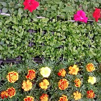plants ready for sale