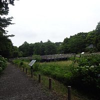 アジサイやショウブが咲く園内。