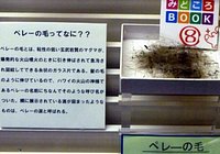 21年 東北大学理学部自然史標本館 行く前に 見どころをチェック トリップアドバイザー 21年 東北大学理学部自然史標本館 行く前に 見どころをチェック トリップアドバイザー