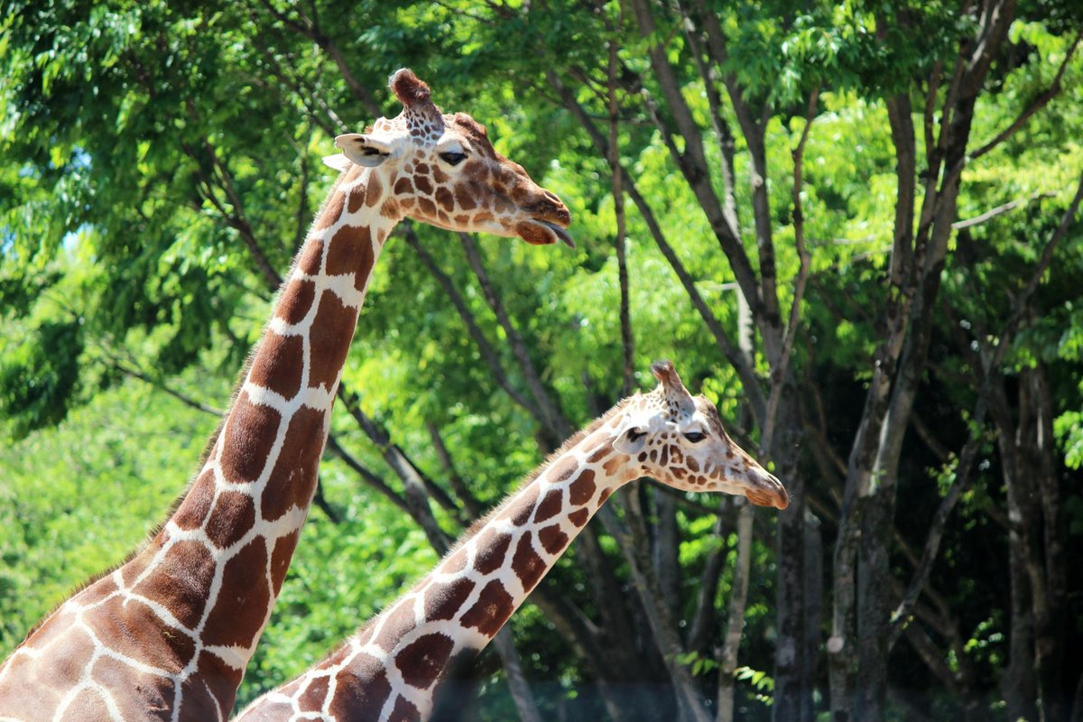 Tama Zoological Park, Hino: лучшие советы перед посещением - Tripadvisor