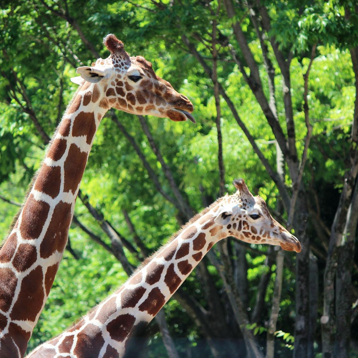 21年 多摩動物公園 行く前に 見どころをチェック トリップアドバイザー