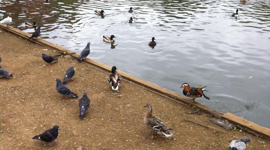 Views of Barnes Green, the pretty flower garden and the many hungry pidgeons