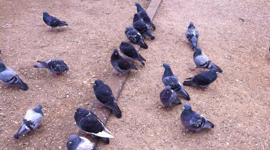 Views of Barnes Green, the pretty flower garden and the many hungry pidgeons