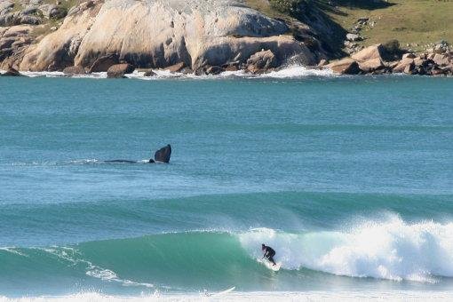 Segue emperrado o turismo de observação de baleias em SC