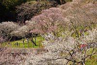 21年 三岳梅林公園 行く前に 見どころをチェック トリップアドバイザー