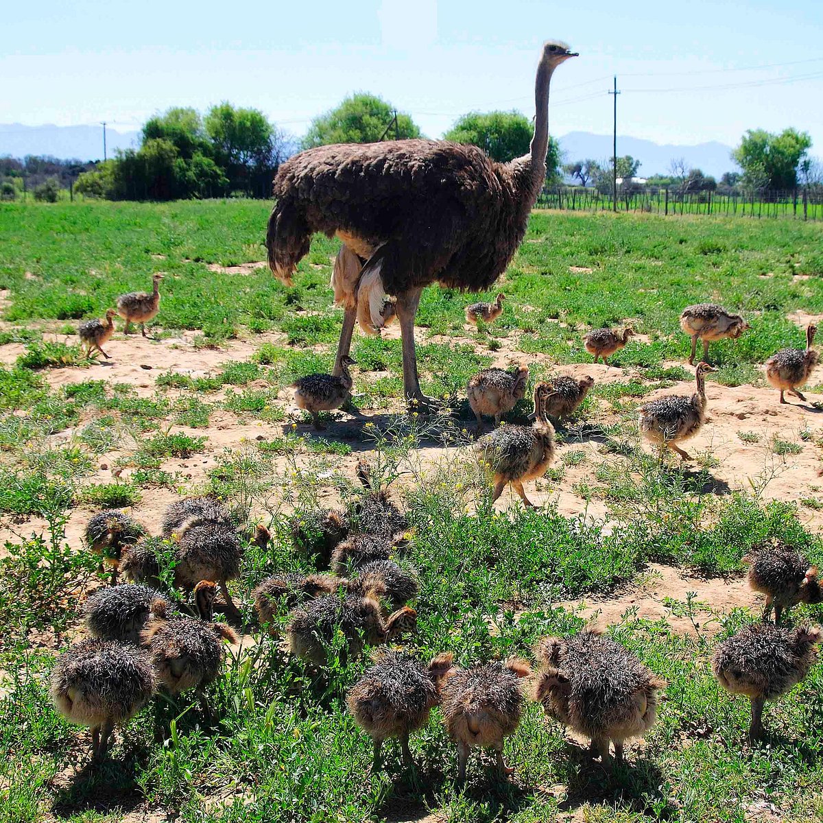 safari ostrich show farm oudtshoorn