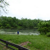 Pond