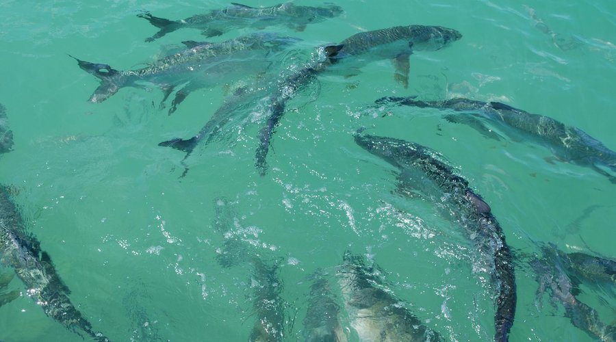 Hungry Tarpon Restaurant