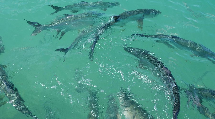 Hungry Tarpon Restaurant