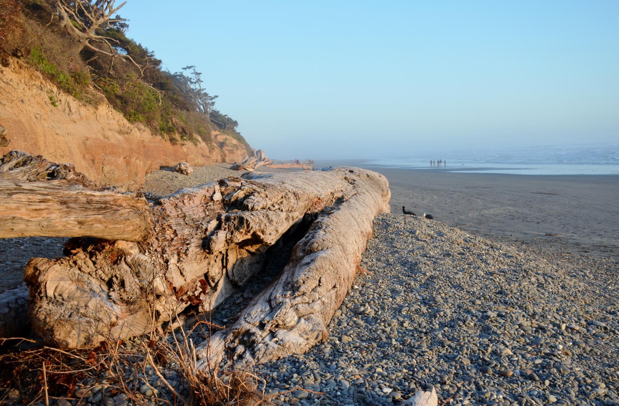 Kalaloch Campground by null