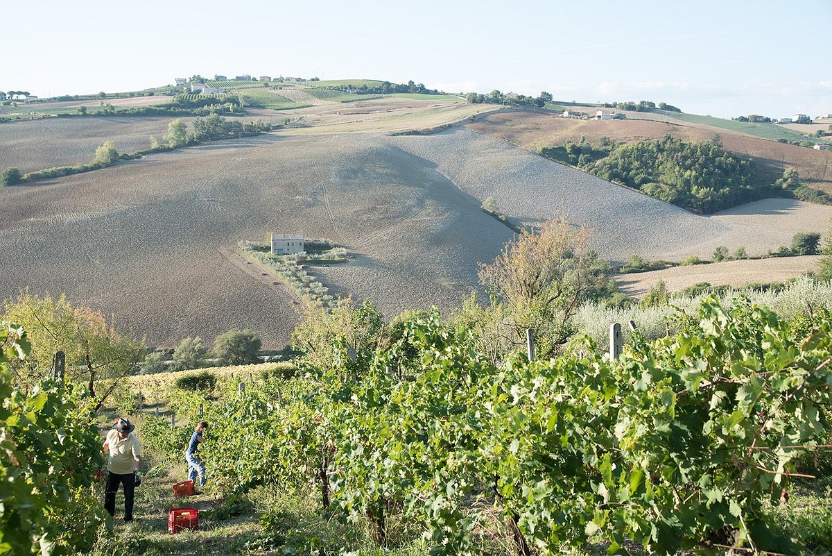 Mazzo di lavanda essiccata naturale britannica BLU SCURO Fragrante inglese  150 steli UK -  Italia