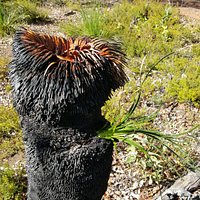 Looks more like a Sesame St character