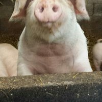 Anall run family farm run to high standards