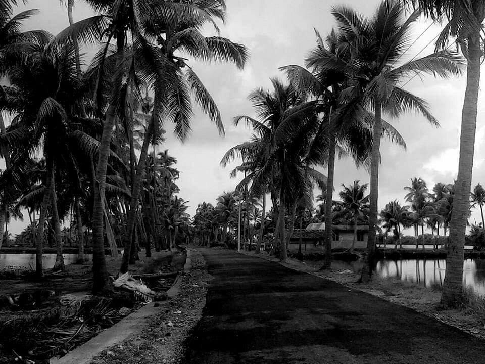 THROW-NET FISHING IN KUMBALANGHI MODEL TOURISM VILLAGE NEAR KOCHI, Stock  Photo, Picture And Royalty Free Image. Pic. HIG-00274MBAL