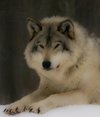 leGrandMechantLoup