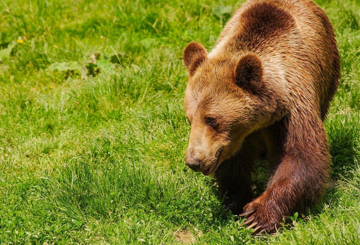 Libearty Bear Sanctuary Zarnesti: лучшие советы перед посещением -  Tripadvisor