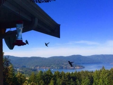 Hummers are very active. From Rae Leigh you can see birds, sky divers, fireworks at Butchart Gar