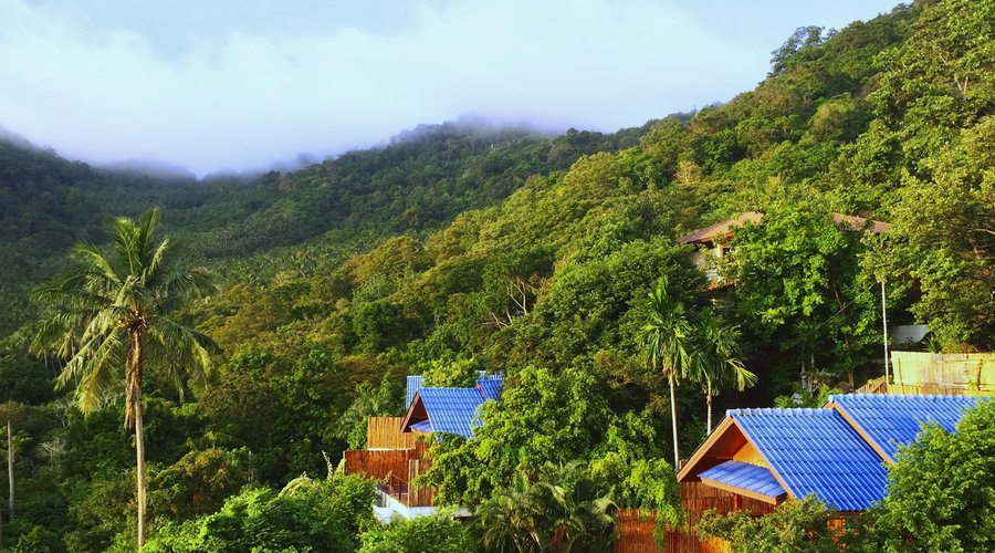 Jungle Hideaway