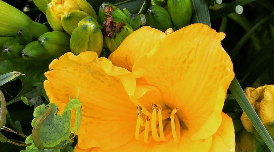 Gardens