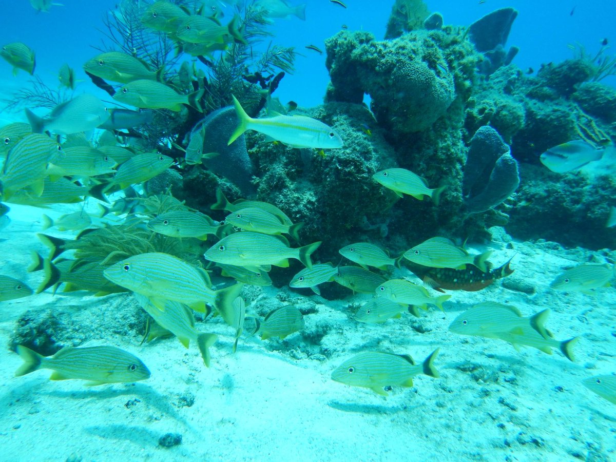 chankanaab shallow reef