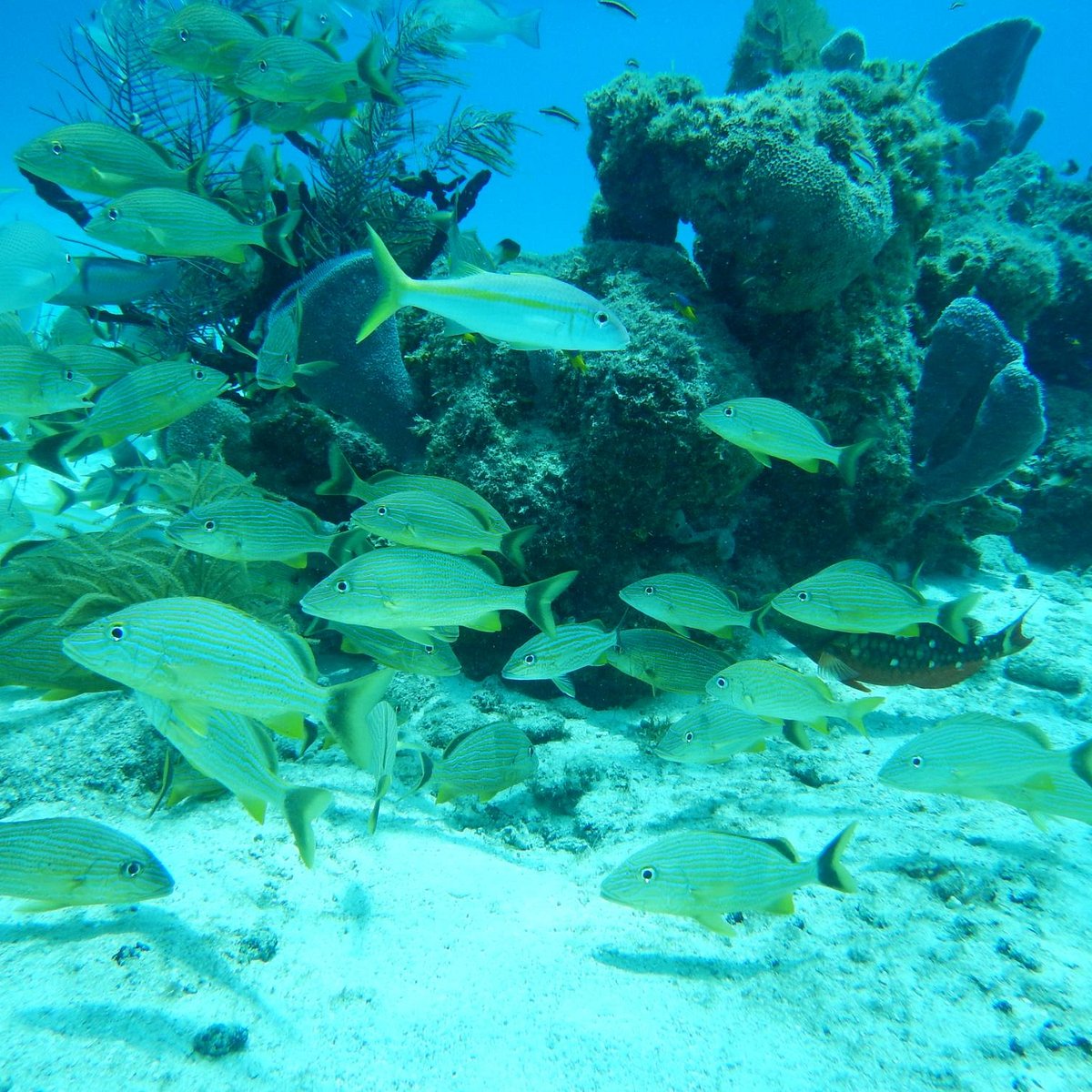 Chankanaab Reef (Cozumel) - All You Need to Know BEFORE You Go