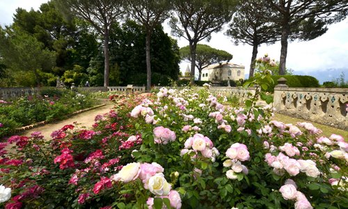 la meravigliosa fioritura delle rose antiche