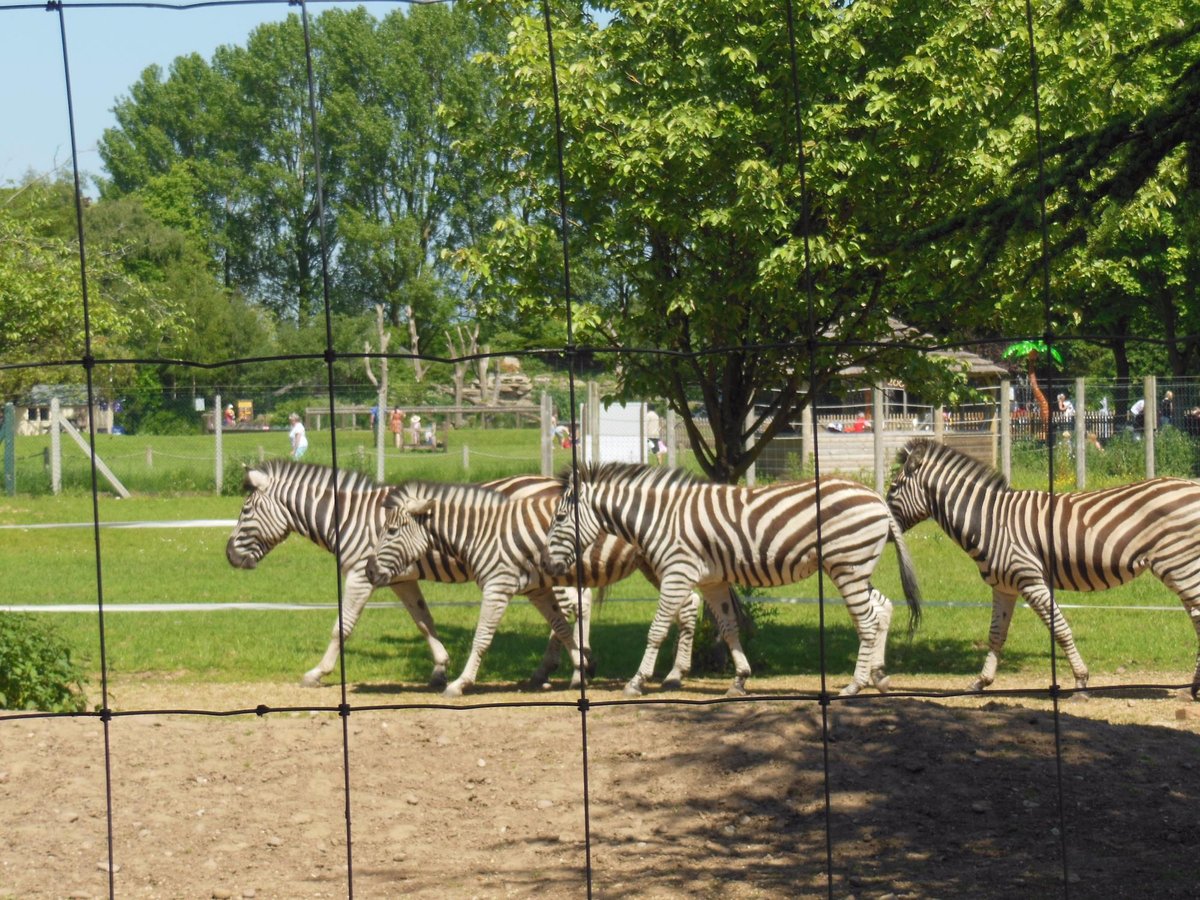 Twycross Zoo, Atherstone: лучшие советы перед посещением - Tripadvisor