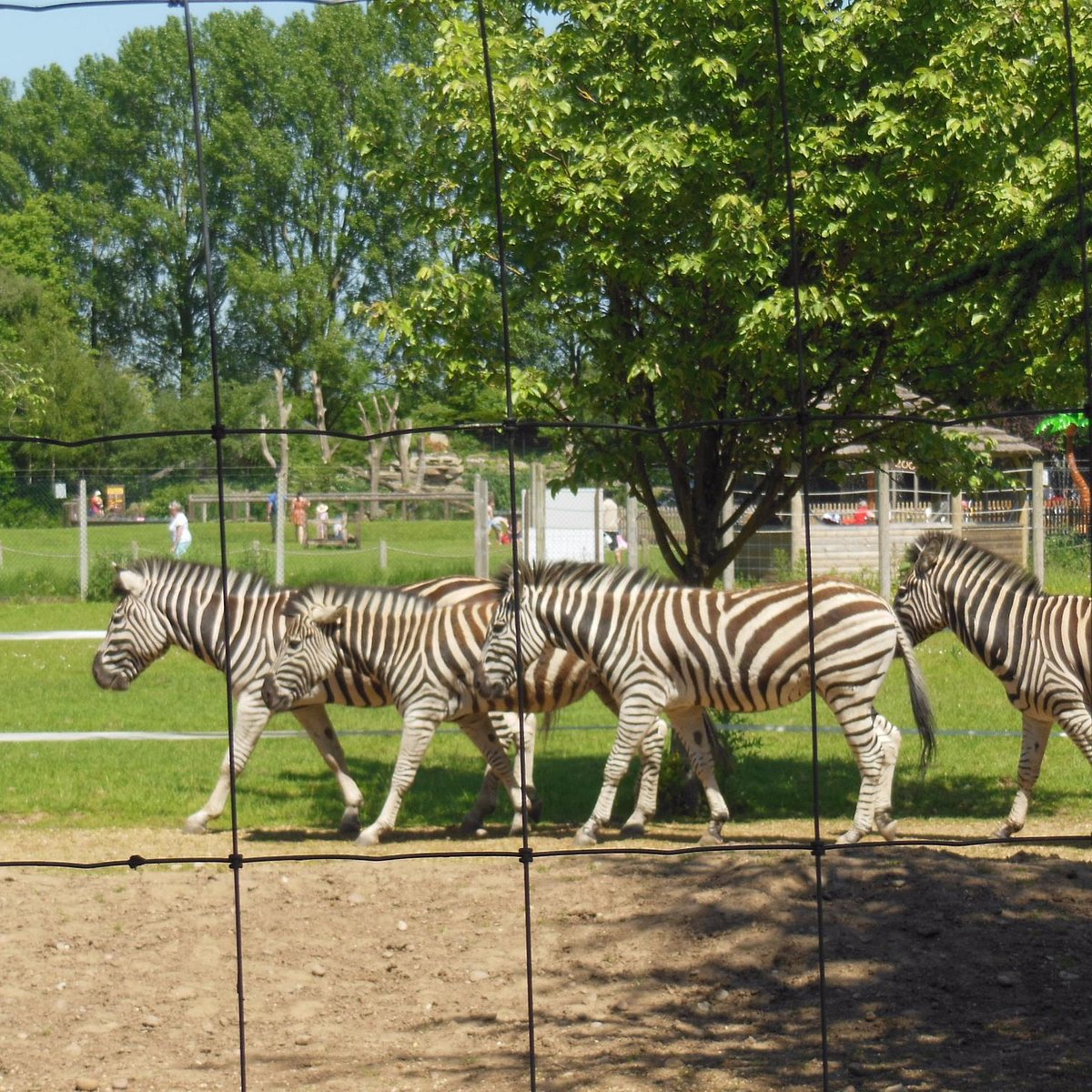 which is better west midlands safari park or twycross zoo