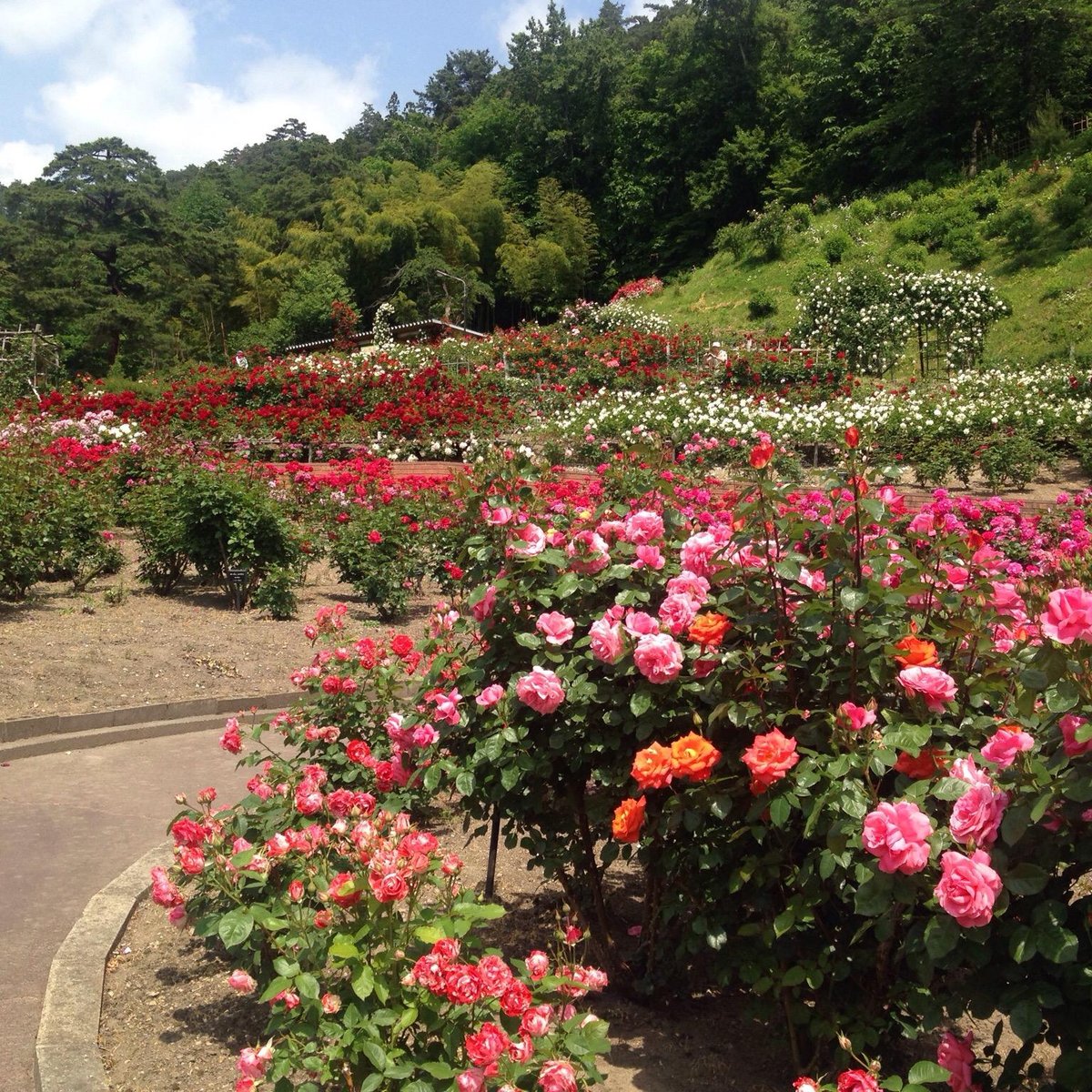 Higashizawa Rose Park (Murayama) - All You Need to Know BEFORE You Go