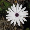 Anne D