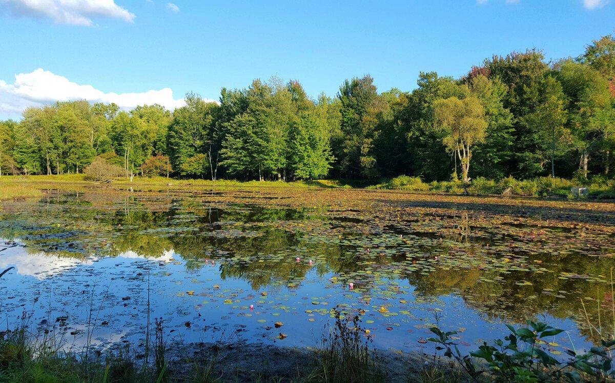 are dogs allowed at reinstein woods