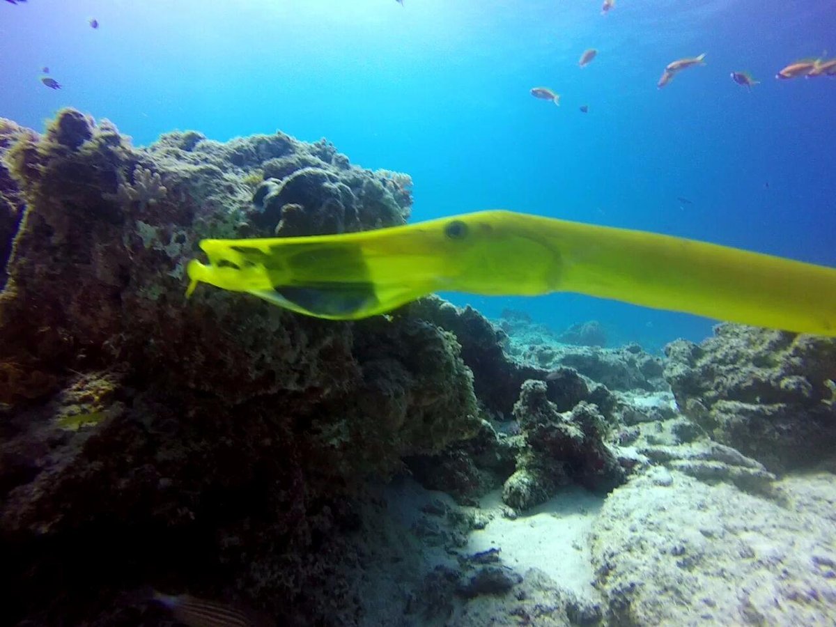 African Blue Divers - Day Tours - Bwejuu - African Blue Divers - Day Tours의 리뷰 - 트립어드바이저