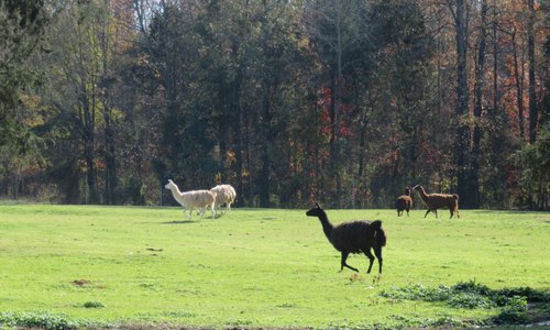 Llamas