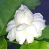 myfloflo