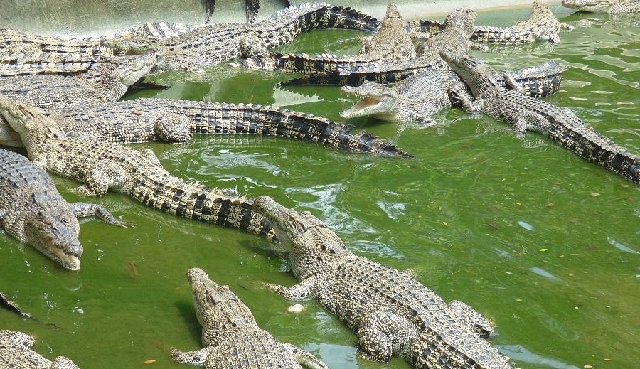Davao Crocodile Park image