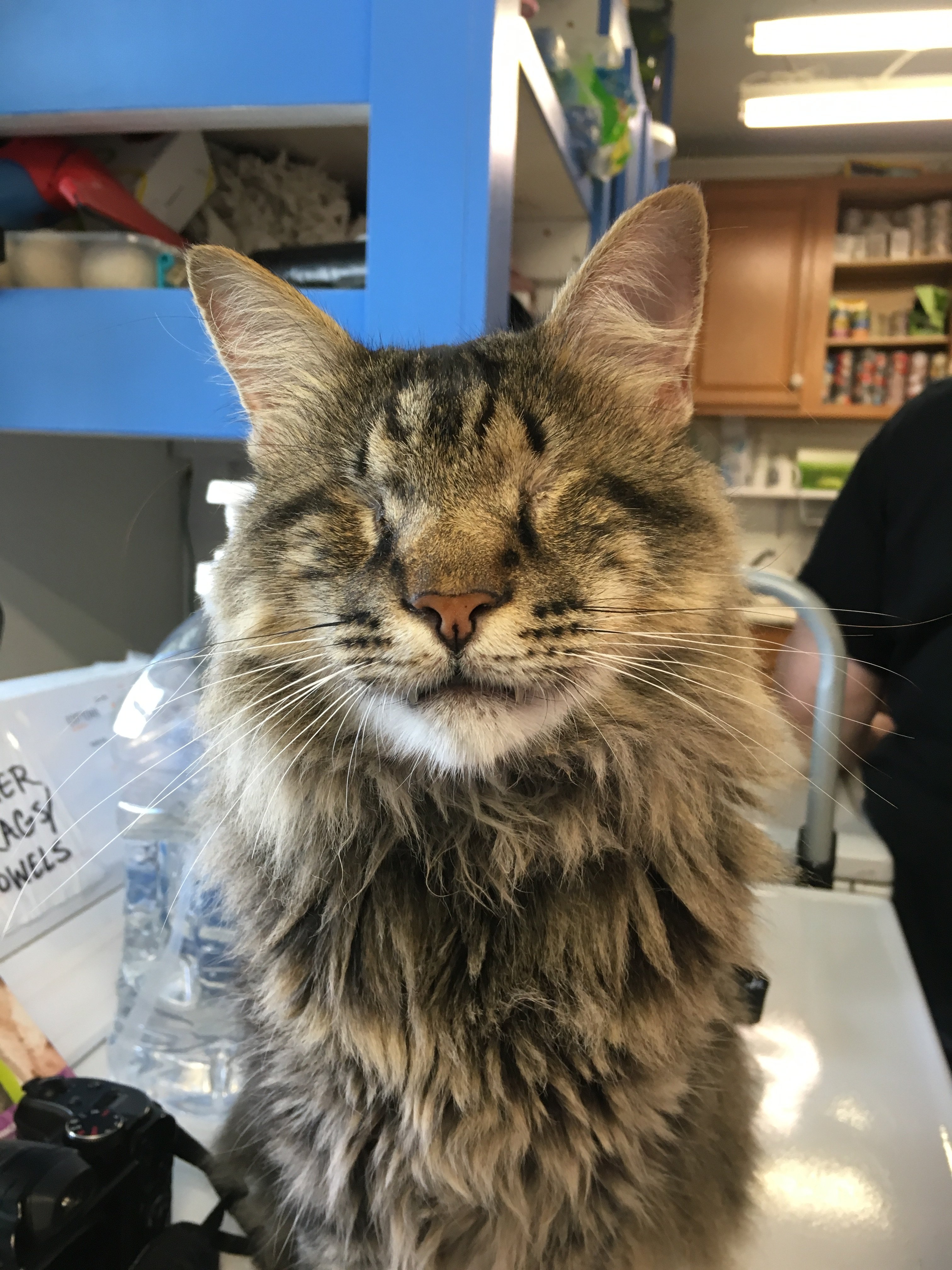 Blind cat rescue store & sanctuary inc