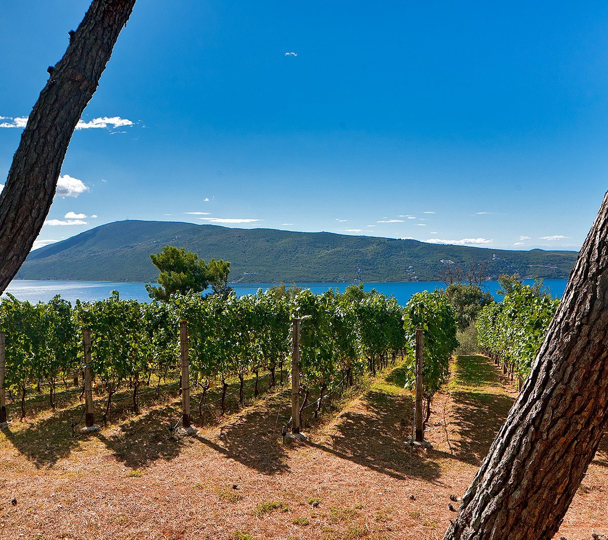 Savina Winery Herceg Novi All You Need To Know Before You Go