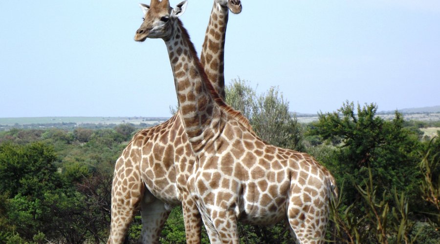 Giraffes
