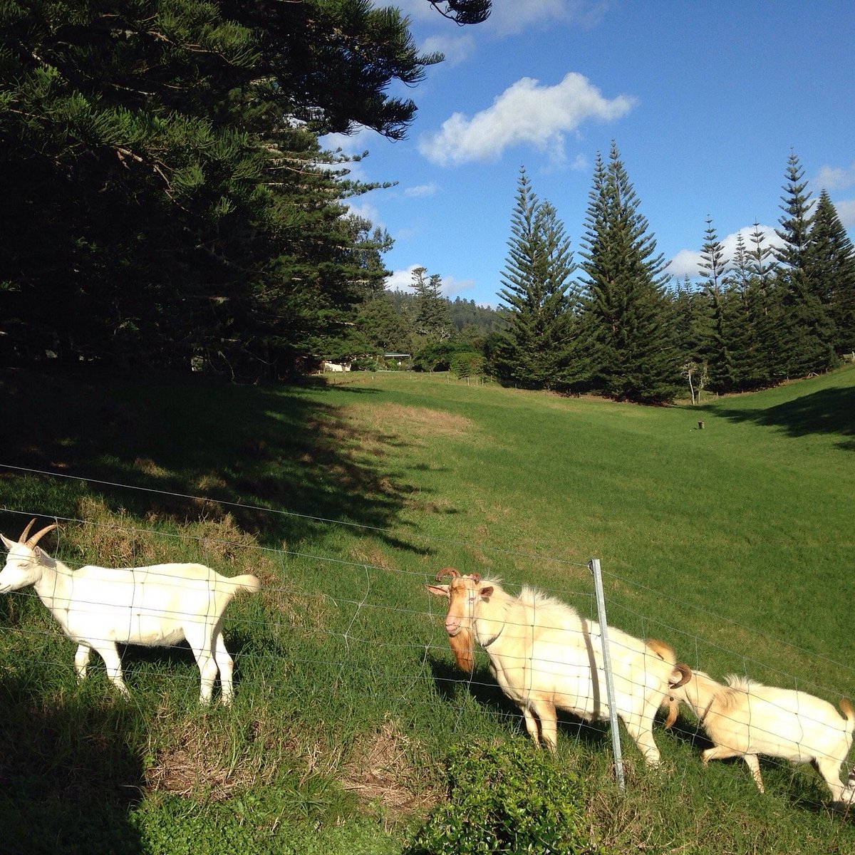 the hilli goat tour norfolk island