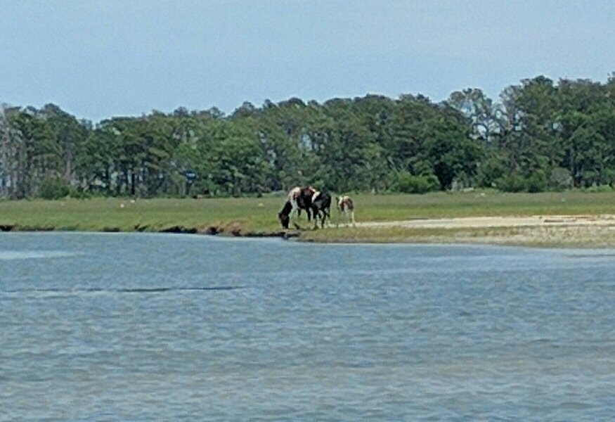 Barnacle Bill's Wild Pony Boat Tours image