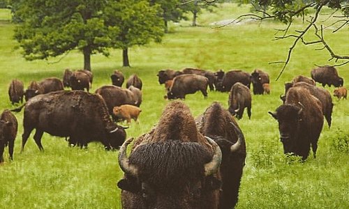 Bison on the grounds