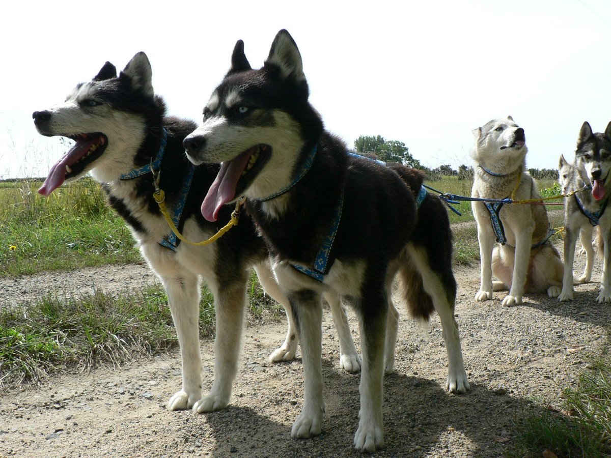 Tog elskerinde Inspektør Husky Dream (Brigne, Frankrike) - omdömen - Tripadvisor