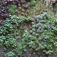 Hangende tuinen Rue Vinet
