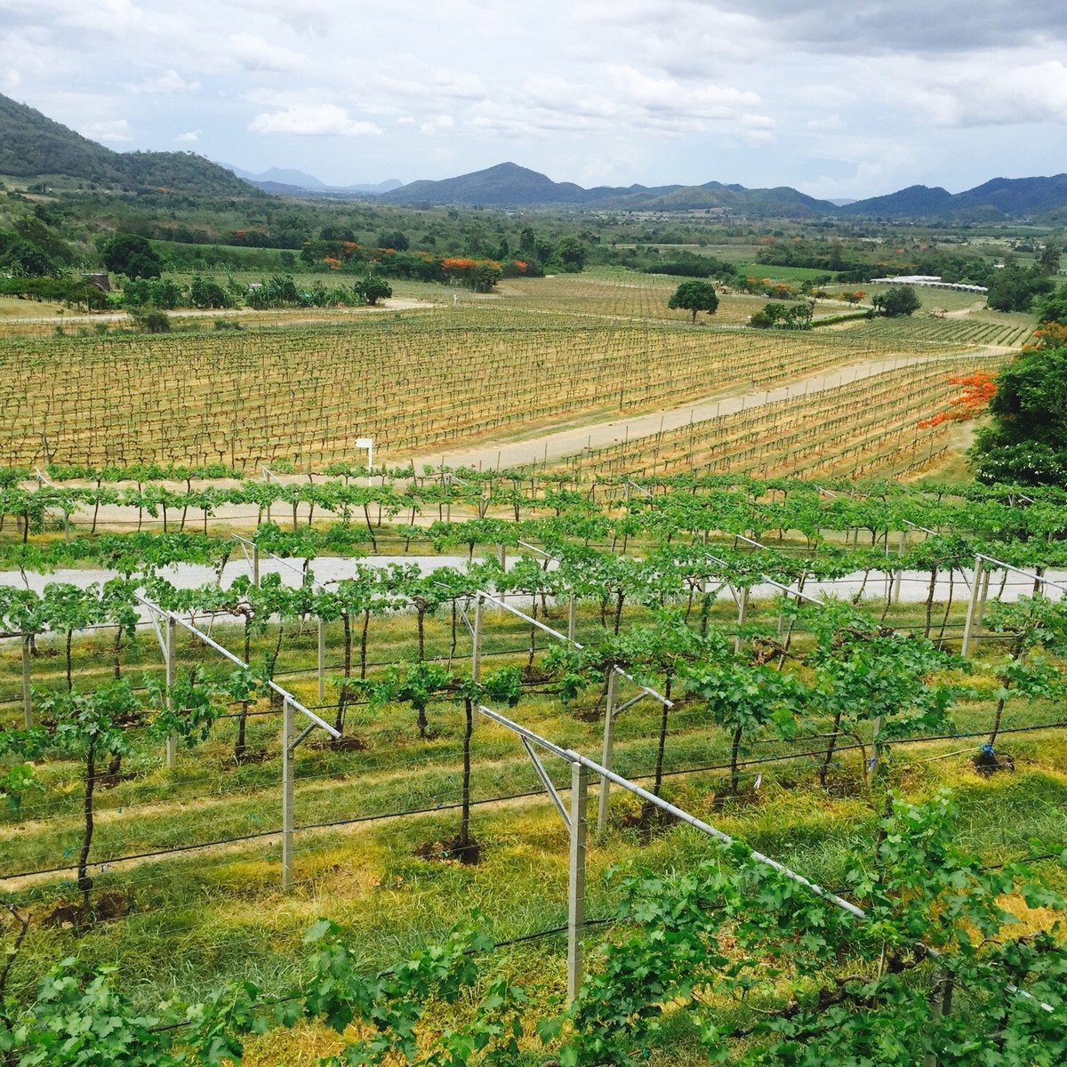 Monsoon Valley Vineyard (Hua Hin) - All You Need to Know BEFORE You Go