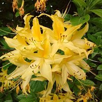 Beautiful flowers near the playground