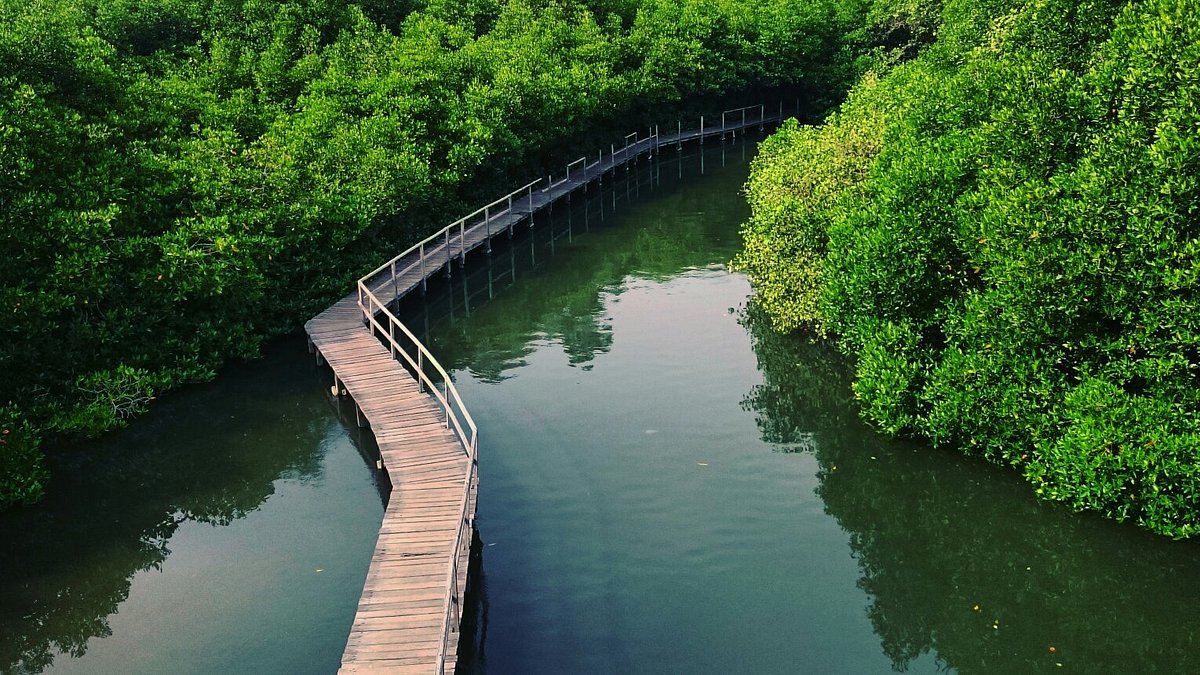 Trung tâm thông tin rừng ngập mặn ở Bonaire
