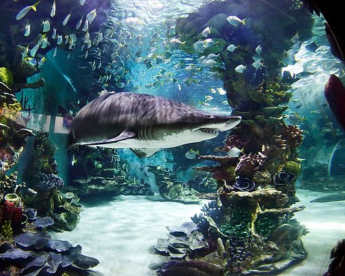 THE 10 BEST & Aquariums Sweden (Updated