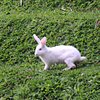 rabbit_sg