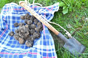 truffle-hunting.jpg?w=300u0026h=300u0026